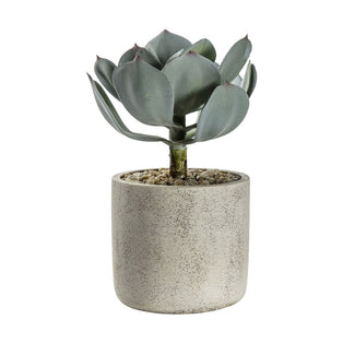 Potted Echeveria with Cement Pot
