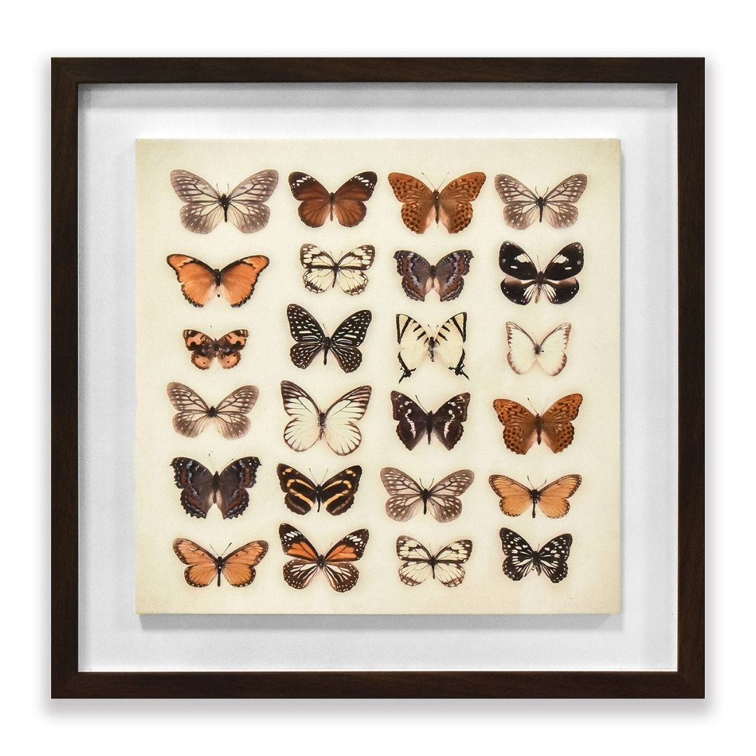 Butterfly Collection Framed Plaque Wall Art 40x40