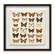 Butterfly Collection Framed Plaque Wall Art 40x40