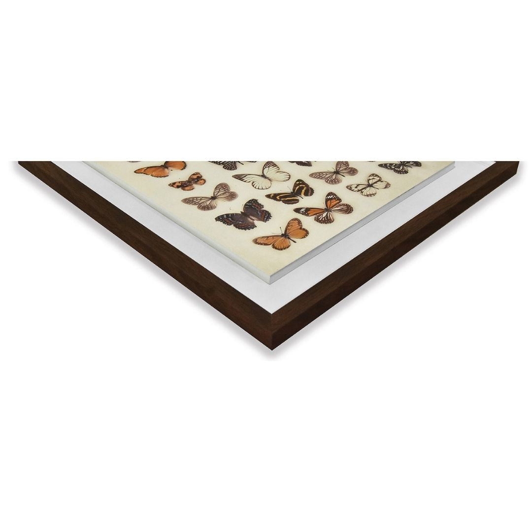Butterfly Collection Framed Plaque Wall Art 40x40