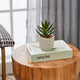 Artificial Aloe Vera in White Pot