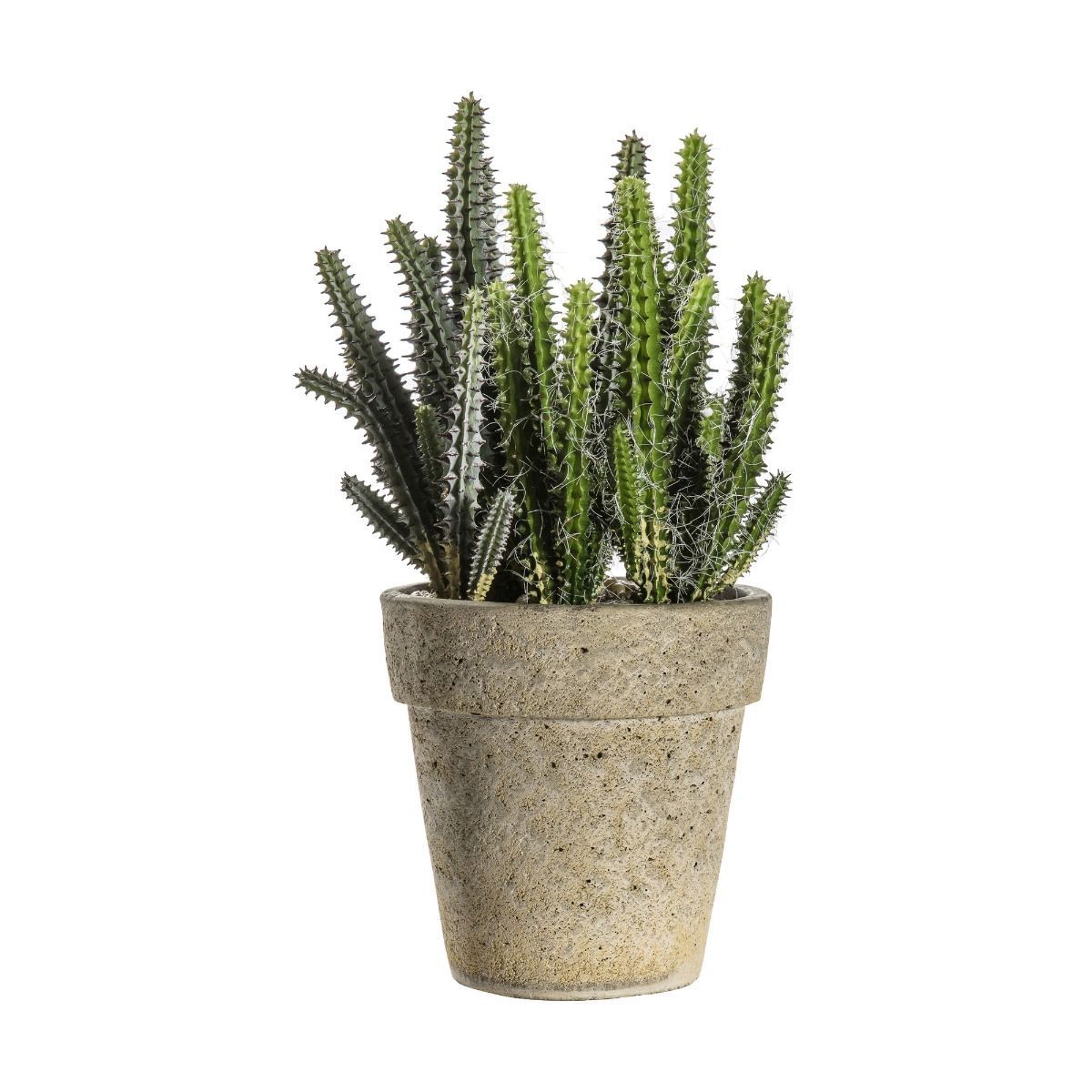 Cereus Cactus in a Cement Pot