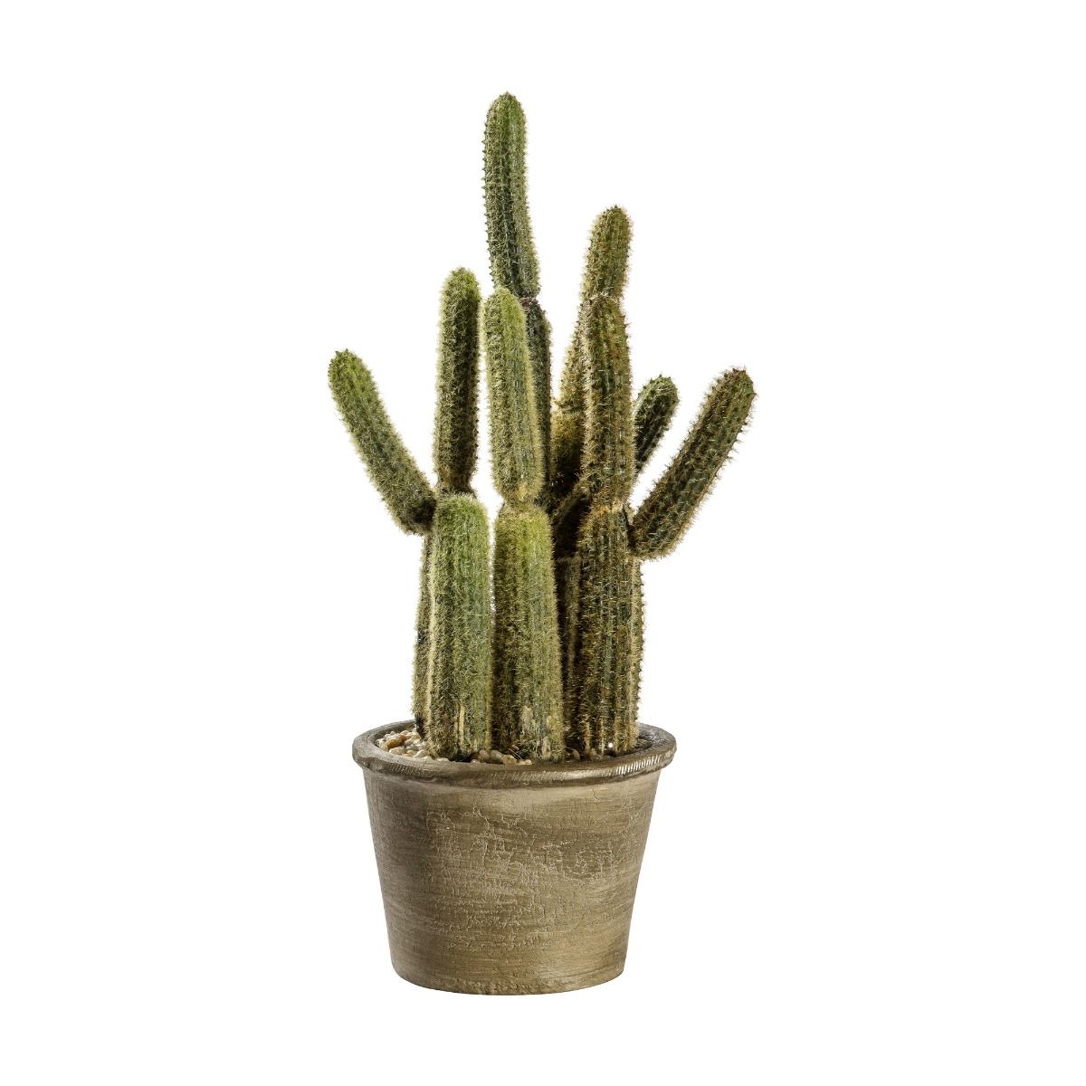 Cereus Cactus Small