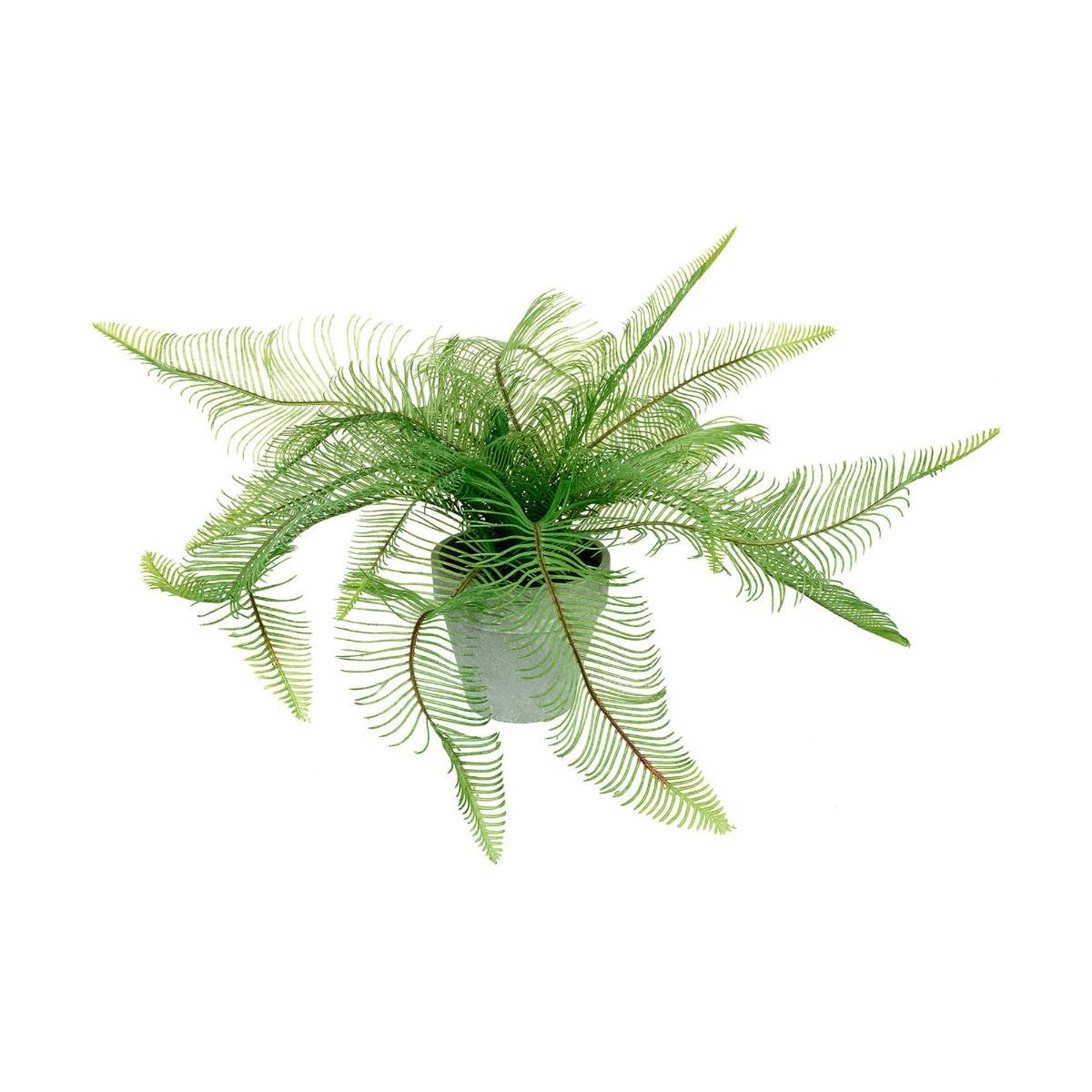 Potted Fern