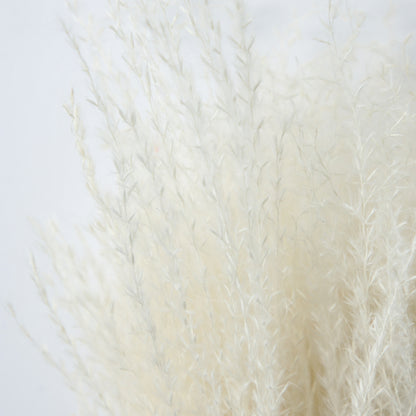 DRIED REED GRASS BUNDLE WHITE