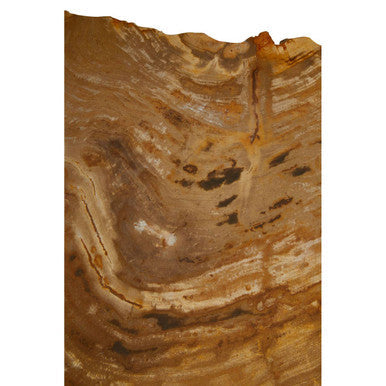 Relic Natural Petrified Wood Small Side Table