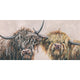 Nosey Cows Canvas Wall Art 50x100