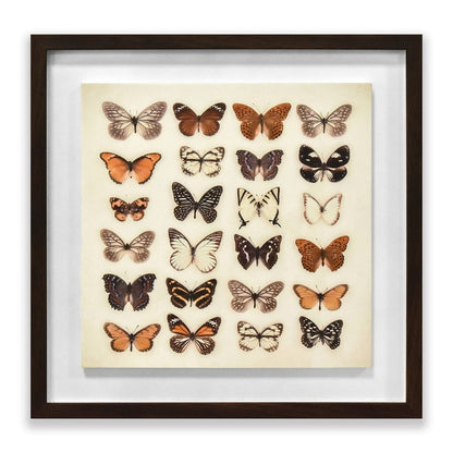Butterfly Collection Framed Plaque Wall Art 40x40