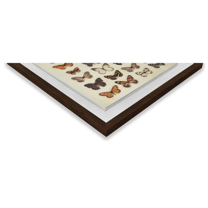 Butterfly Collection Framed Plaque Wall Art 40x40